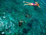 Buy Snorkelling with Sea Turtles, Tiami Catamara Cruise, Folkstone Marine Reserve at AllPosters.com