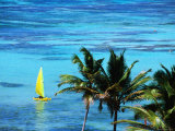 Buy Hobie Catamaran with Coconut Trees in Foreground at AllPosters.com