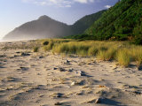 Buy Bleached Pieces of Driftwood on the Beach at Kohaihai, Karamea, New Zealand at AllPosters.com