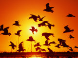 Seagulls at St. Kilda, Sunset, Melbourne, Victoria, Australia