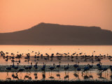 Flamingos Silhouetted in Lake Abiata, Abiyata-Shala National Park, Oromia, Ethiopia