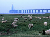The New Oresund Bridge Between Malmo and Copenhagen from Bunkeflostrand, Malmo, Skane, Sweden