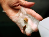 Removing Chrysalis from Soaked Silk Cocoon at Silk Factory, Zhenjiang, Jiangsu, China