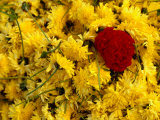 Basket of Marigold Flowers, Coimbatore, Tamil Nadu, India