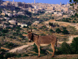 Donkey with the City of Bethlehem in the Background, Israel