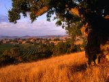 Firestone Vineyard in Background, Santa Ynez Valley, California