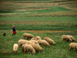 Buy Young Shepherd and her Dog Tend to their Sheep near Manastireni, Romania at AllPosters.com