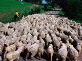 Buy Droving Sheep along Road, Omeo, Victoria, Australia at AllPosters.com