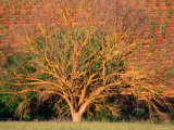 Buy Lichen Covered Tree with Vineyard Behind, Barossa Valley, South Australia at AllPosters.com
