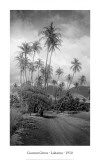 Coconut Grove, Lahaina, 1910