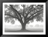 Buy Silhouette Oak at AllPosters.com