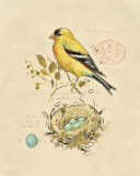 Gilded Songbird II