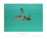 Green Sea Turtle