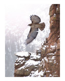 Soaring High