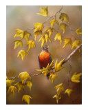 American Robin