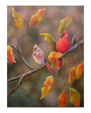 The Cardinals