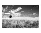 Black Tree