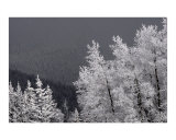 Buy Colorado Snow Covered Tree Tops at AllPosters.com