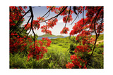 Buy Tamarind Bay View, Culebra Island, Puerto Rico at AllPosters.com