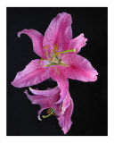 Pink Stargazer