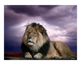 The King
