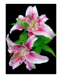 Pale Pink Stargazer Lily