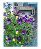 LeAnns Violets