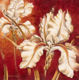 Buy White Iris at AllPosters.com