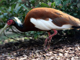 Buy Crested Ibis, Zoological Garden in Cologne, Germany at AllPosters.com