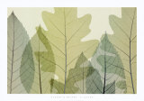 Six Leaves