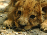 Lion Cub, Budapest, Hungary