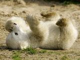 Polar Bear Cub, Berlin, Germany