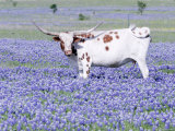 Longhorn Grazing on Bluebonnets, Midlothian, Texas