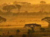 Buy Herbivores at Sunrise, Amboseli Wildlife Reserve, Kenya at AllPosters.com