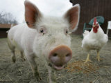 Buy Pigs across America, Ravenna, Ohio at AllPosters.com