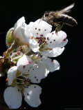 Bee and Pear Blossom, Bruchkoebel, Germany