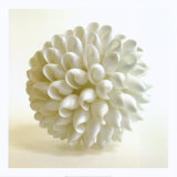 Shell III