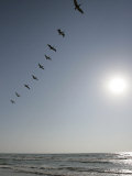 Pelicans Pass over Boca Chica, Texas