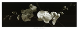 Orchid Sprays