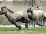 Buy Wild Konik Stallions near Gelting, Germany at AllPosters.com
