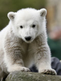 Sick Polar Bear Cub, Berlin, Germany
