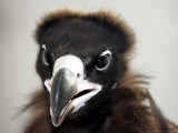 Buy Vulture Rescue, Bangkok, Thailand at AllPosters.com