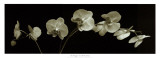 Orchid Spray