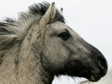 Buy Wild Horse Konik, Geltinger Birk Reserve, Germany at AllPosters.com
