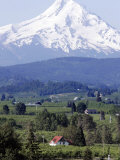 Buy Mount Hood over Houses Scattered amongst Orchards and Firs, Pine Grove, Oregon at AllPosters.com