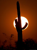 Saguaro Cactus Sunset, Picacho Peak, Arizona