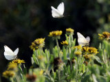 Butterflies Land on Wild Flowers at Boca Chica, Texas