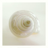 Buy Shell IV at AllPosters.com