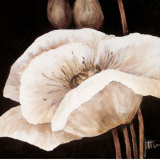 Buy Amazing Poppies I at AllPosters.com