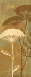 Queen Anne's Lace II